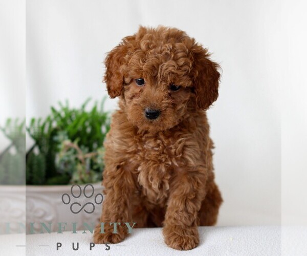 Medium Photo #3 Goldendoodle (Miniature) Puppy For Sale in NARVON, PA, USA