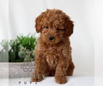 Small #2 Goldendoodle (Miniature)