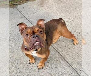 Bulldog Dogs for adoption in Boston, MA, USA