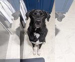 Small Border Collie-Great Pyrenees Mix