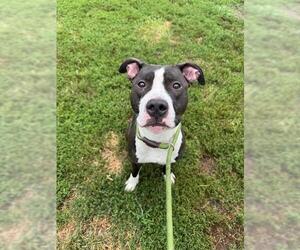 American Pit Bull Terrier Dogs for adoption in Peoria, IL, USA
