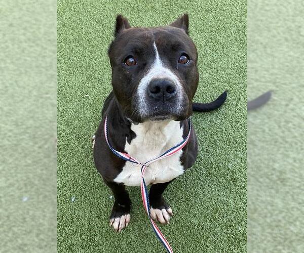 Medium Photo #1 Mutt Puppy For Sale in Fayetteville, NC, USA