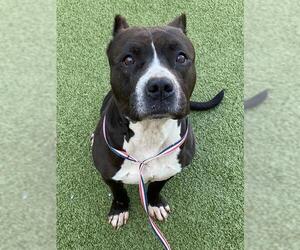 Mutt Dogs for adoption in Fayetteville, NC, USA