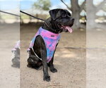 Small Mastiff