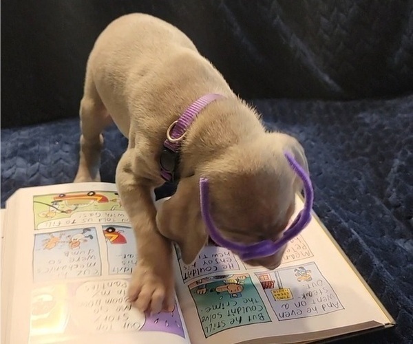 Medium Photo #7 Weimaraner Puppy For Sale in NEWCASTLE, OK, USA