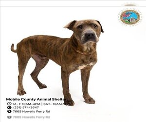 American Pit Bull Terrier-Labrador Retriever Mix Dogs for adoption in Mobile, AL, USA