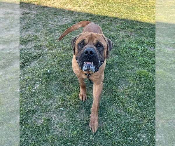 Medium Photo #7 Mutt Puppy For Sale in Evansville, IN, USA
