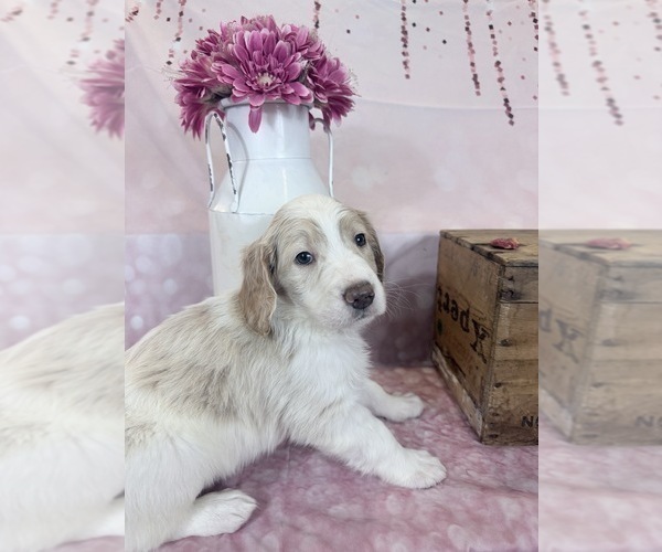 Medium Photo #93 Aussie-Poo-Goldendoodle Mix Puppy For Sale in COMMERCE, MI, USA