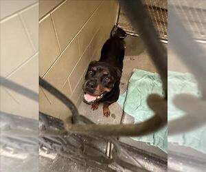 Rottweiler Dogs for adoption in Woodland, CA, USA