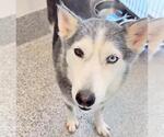 Small #1 Siberian Husky