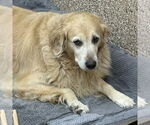 Small Golden Retriever
