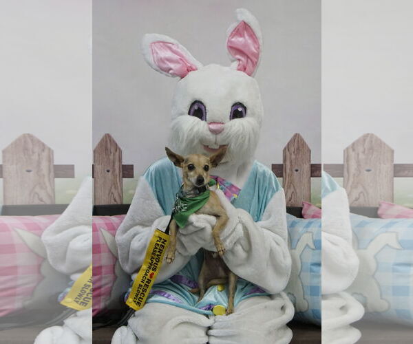 Medium Photo #9 Chihuahua Puppy For Sale in Oakhurst, NJ, USA