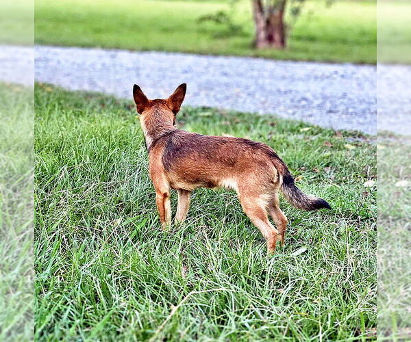 Medium Photo #3 Chussel Puppy For Sale in Wakefield, RI, USA