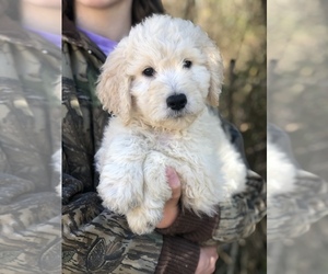 Goldendoodle Puppy for Sale in CROCKETT, Texas USA