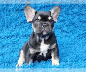 French Bulldog Puppy for sale in BOSTON, MA, USA