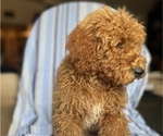 Small Photo #6 Goldendoodle (Miniature) Puppy For Sale in SAN FERNANDO, CA, USA