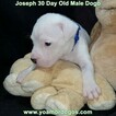 Small Photo #63 Dogo Argentino Puppy For Sale in PINEVILLE, MO, USA