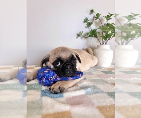 Medium Photo #2 Pug Puppy For Sale in INDIANAPOLIS, IN, USA