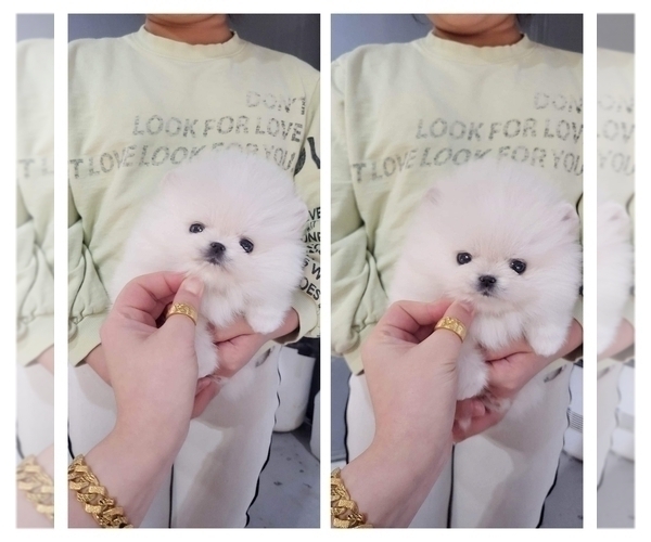Medium Photo #1 Pomeranian Puppy For Sale in EASTVALE, CA, USA
