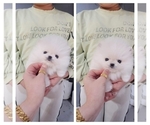 Small Photo #1 Pomeranian Puppy For Sale in EASTVALE, CA, USA