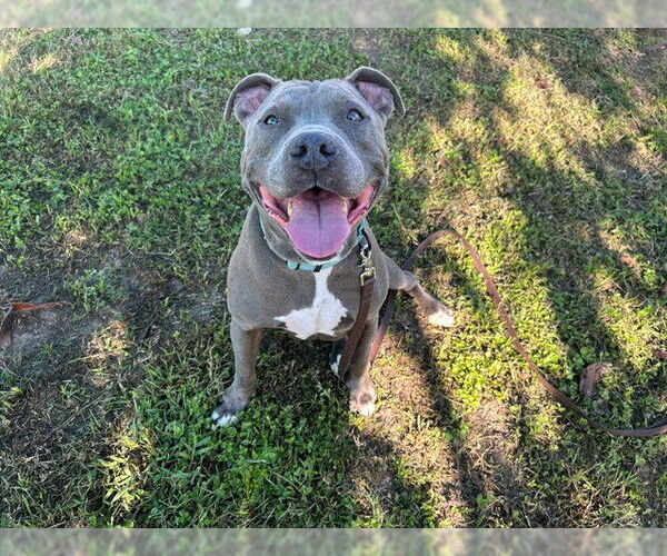 Medium Photo #2 American Staffordshire Terrier-Unknown Mix Puppy For Sale in Ocala, FL, USA