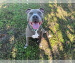 Small #1 American Staffordshire Terrier Mix