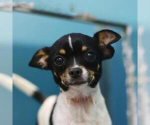 Chihuahua Dogs for adoption in San Antonio, TX, USA