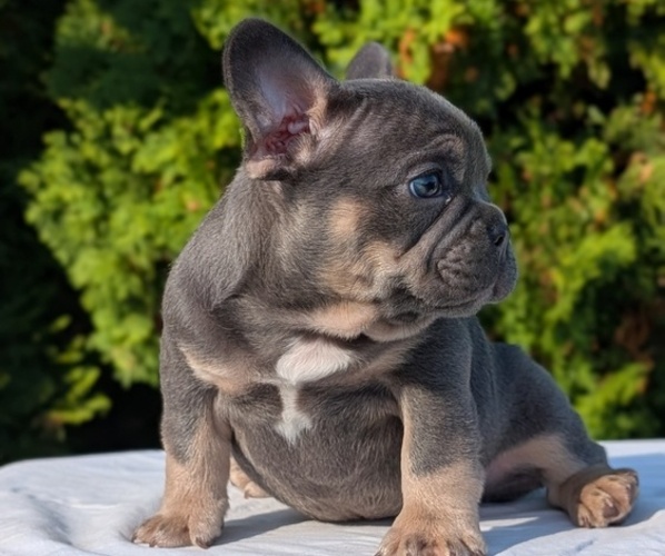 Medium Photo #33 French Bulldog Puppy For Sale in GOSHEN, IN, USA