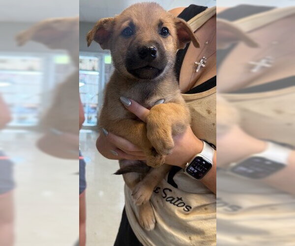 Medium Photo #2 Chihuahua-Unknown Mix Puppy For Sale in Jefferson, NJ, USA