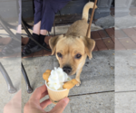 Small Photo #4 Chug Puppy For Sale in Rockville, MD, USA