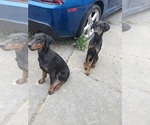 Small #14 Doberman Pinscher