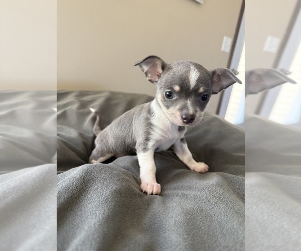 Medium Photo #11 Chihuahua Puppy For Sale in MARCUS, IA, USA