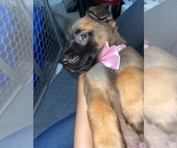 Medium Photo #14 Belgian Malinois Puppy For Sale in REESEVILLE, WI, USA