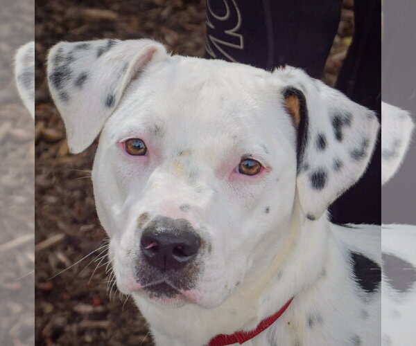 Medium Photo #1 American Staffordshire Terrier-Boxer Mix Puppy For Sale in Huntley, IL, USA