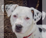 Tottie - Female American Staffordshire Terrier-Boxer Mix Dog for Adoption - Small photo
