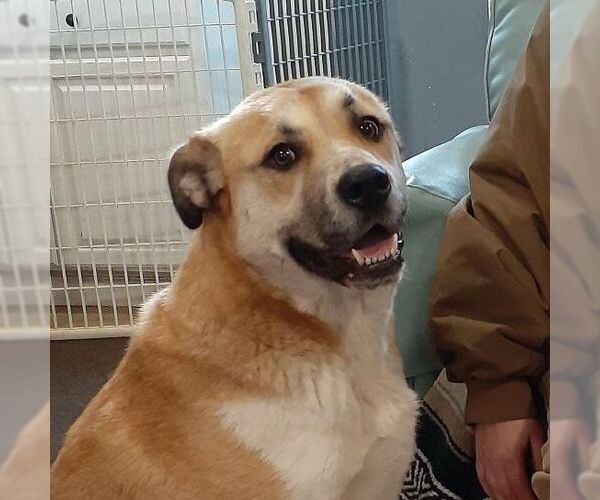 Medium Photo #1 Anatolian Shepherd-Unknown Mix Puppy For Sale in Sequim, WA, USA