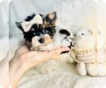 Small #4 Biewer Terrier