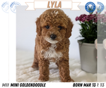 Puppy Lyla Goldendoodle (Miniature)