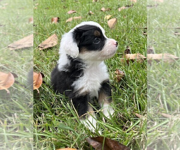Medium Photo #13 Miniature Australian Shepherd Puppy For Sale in MONTICELLO, SC, USA