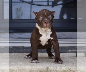 American Bully Puppy for sale in CHAMPAIGN, IL, USA