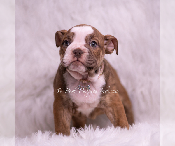 Medium Photo #3 Bulldog Puppy For Sale in WARSAW, IN, USA