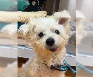 Poodle (Miniature) Dogs for adoption in Martinez, CA, USA