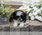 Small Photo #4 Shiranian Puppy For Sale in MIDDLEBURY, IN, USA