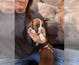 Boxer Puppy for sale in MOREHEAD, KY, USA