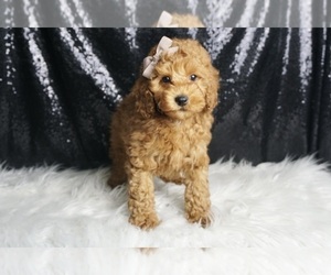 Medium Poodle (Toy)
