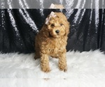 Puppy Chipper AKC Poodle (Toy)