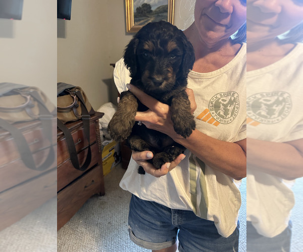 Medium Photo #12 Labradoodle Puppy For Sale in PRAIRIEVILLE, LA, USA