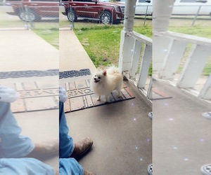 Father of the Pomeranian puppies born on 04/28/2025