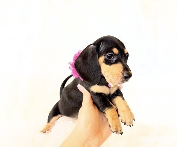 Medium Photo #8 Dachshund Puppy For Sale in DAVIS, CA, USA