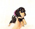 Small #7 Dachshund